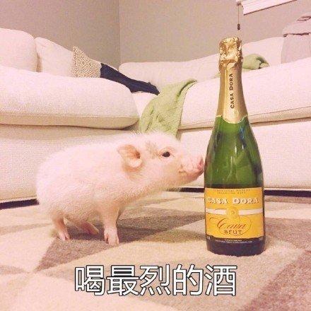 手绘粉猪表情包