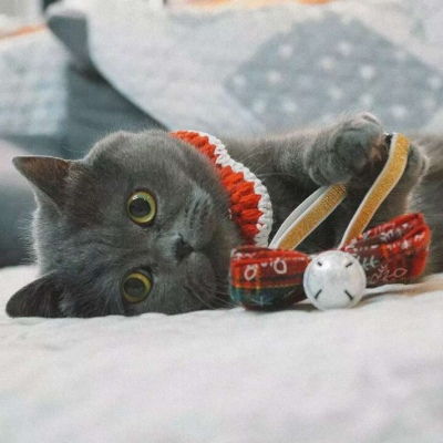 可爱猫咪宠物头像