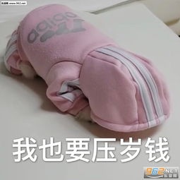 跪求压岁钱请给压岁钱表情包给您拜年啦给您拜回去表情包图片下载乐游网游戏下载