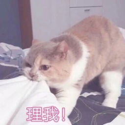 搞怪萌宠表情我怎么这么可爱,开心到劈叉,走了