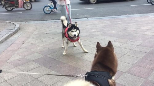 拉着绳子就互相凶对方,把绳子松掉就秒怂哈士奇真的是奇葩的存在