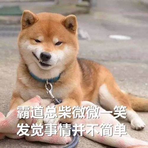 如果说哈士奇是狗中的表情帝,那柴犬绝对就是戏精
