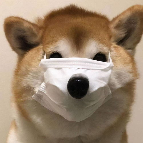 向往的生活中小h和小o是柴犬吗多少r可以入手