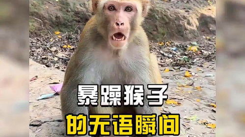 暴躁猴子的无语瞬间笑话幽默轻松一刻短视频