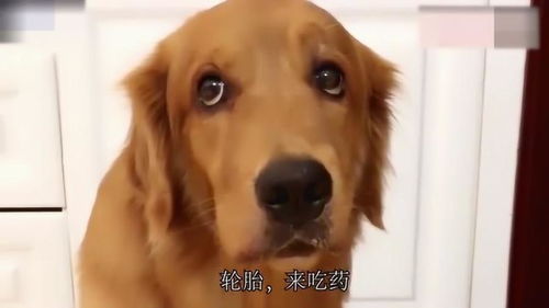 听到主人让自己吃药,金毛开心的表情立马消失,好搞笑
