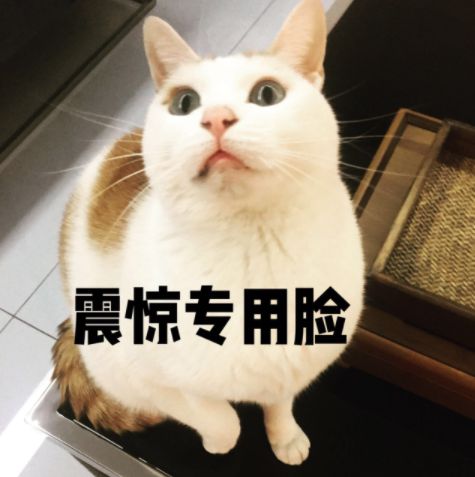 不不可以人家是正经小猫咪第80期喵表情