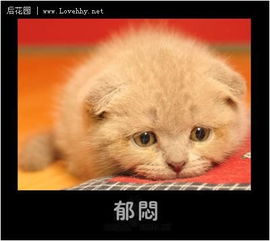 小动物们最可爱的表情