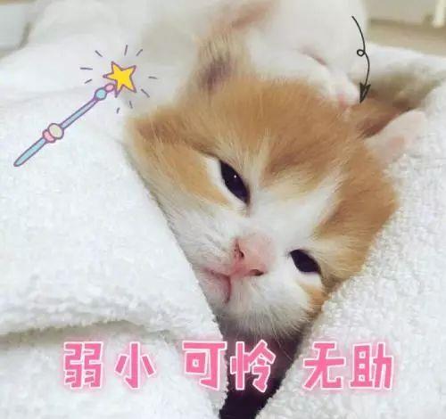 你会让猫咪上床么