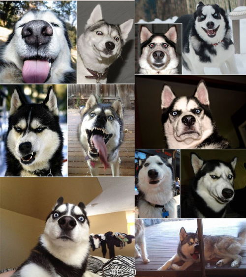它才是真正的网红狗姐的犬种小科普之思维脱线的哈士奇