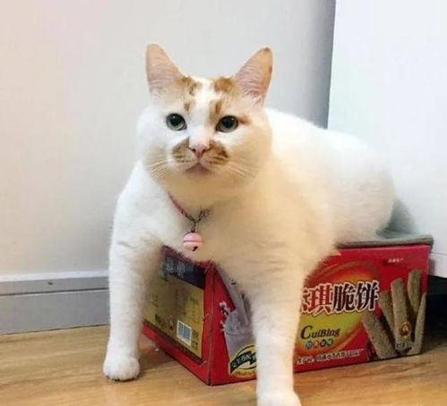 猫咪为什么那么喜欢钻盒子呢不管多小的盒子都要钻进去试试
