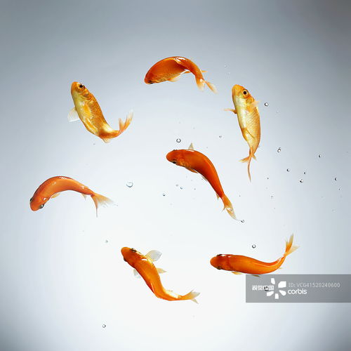 摄影图片