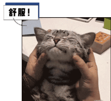 这就是吸猫成瘾的后果,一但中毒了,可是终身难戒断啊