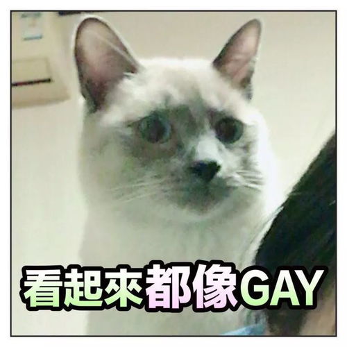 你用你家猫做过什么沙雕表情包猫圈话题