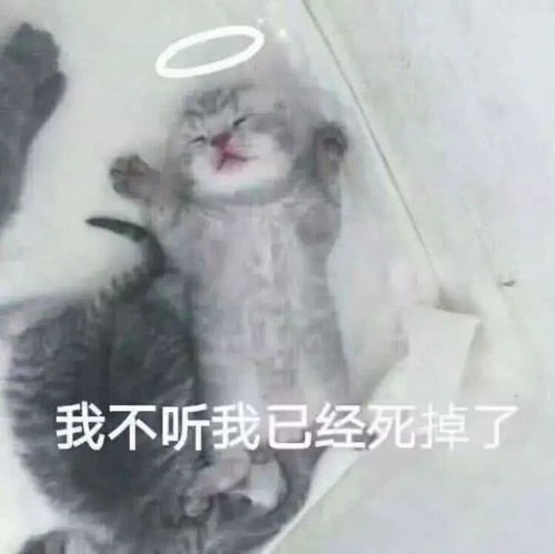有哪些适合发说说的沙雕可爱文案