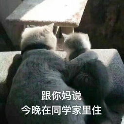 四羊方尊已成定局小天或成最后赢家