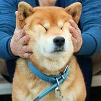 秋田犬搞怪情侣头像微信头像图片大全