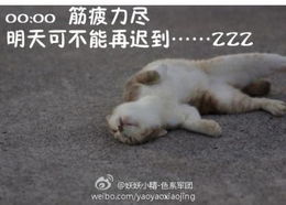 猫咪屌丝表情演绎上班族