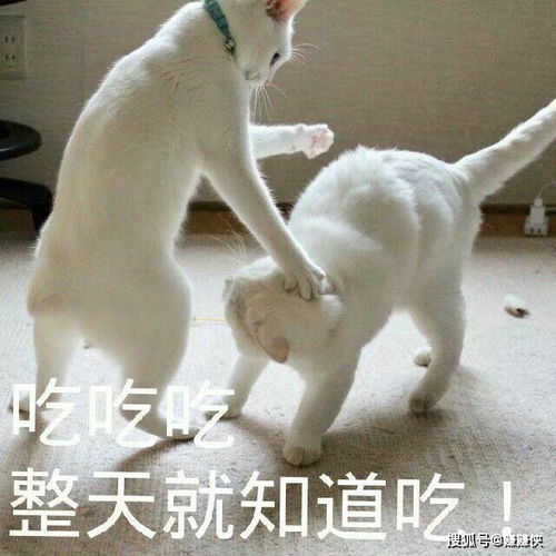 搞笑沙雕表情包图片这谁能顶的住