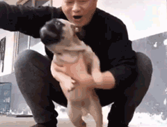 全网最怂狗子动图表情包