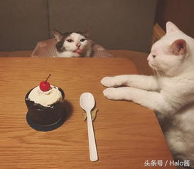 吃货的本能看到开饭便马上走过来的猫咪吃的也太丰盛了吧