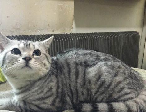 猫爸第一次看到自己的孩子,抱住小猫咪不撒手,猫爸这是我孩子