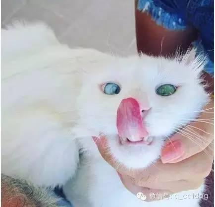一直超级漂亮的猫咪,眼睛真是比宝石还要美