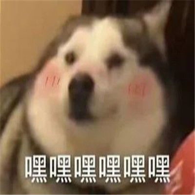 2021沙雕动物萌宠小表情大全2021萌宠可爱动物表情精选合集