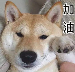 养二哈和柴犬的铲屎官上辈子一定拯救了银河系
