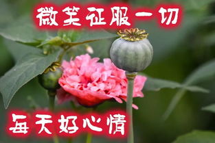 微信表情早上好祝福语星期二早上好动态图片