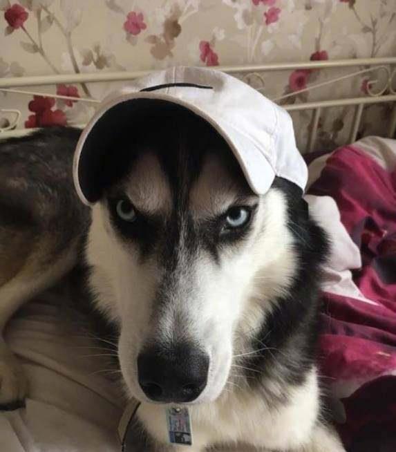 因猥琐与严肃表情走红网络的哈士奇,如今娶妻生子了