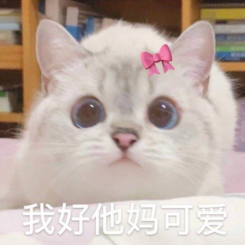 沙雕小白猫表情包腾讯新闻