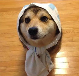 二哈和柴犬的混血宝宝,太可爱了