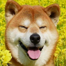 超萌超可爱的柴犬头像无水印搞怪可爱柴犬头像图片