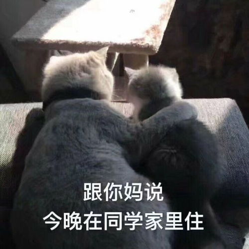 让你直呼真实的沙雕文案