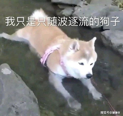 表情包图片一只随波逐流的小狗可爱又无助