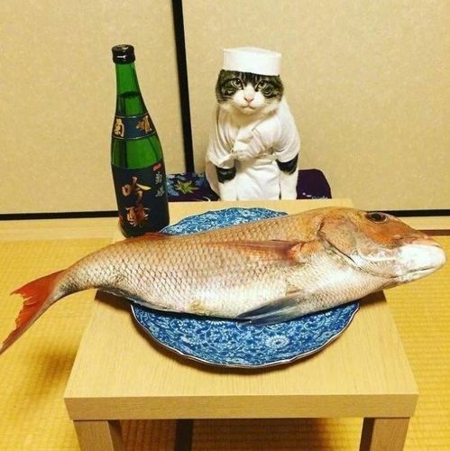 小猫钓鱼故事说猫爱吃鱼可是小猫咪根本不喜欢吃鱼