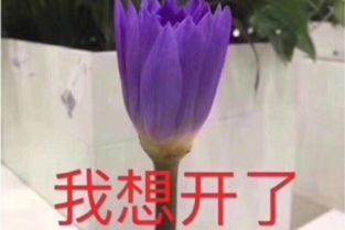 我想开了我自闭了什么梗表情包图片分享