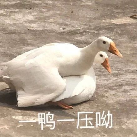 搞笑表情包图片生活就是如此欢乐