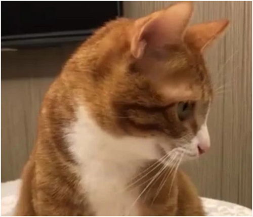 橘猫的小肚腩被主人玩弄,它的表情亮了,网友我也想摸一把