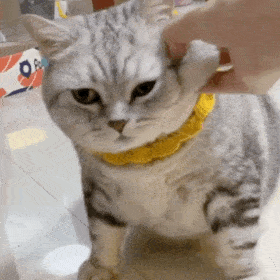 猫子狗子表情包可爱沙雕表情包动图