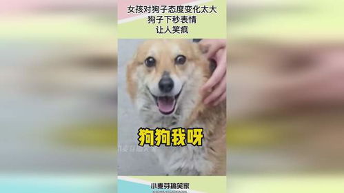 女孩对狗子态度变化太大,狗子下秒表情,让人笑疯