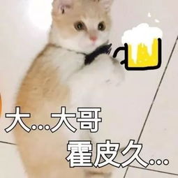 报名考试照片传成表情包,考委会表示只能换方向