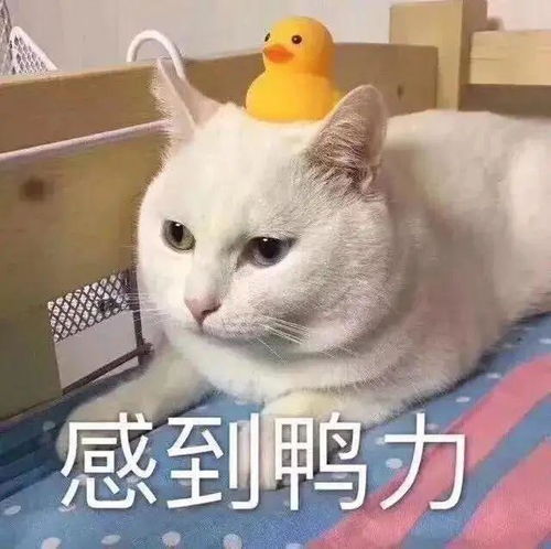 可爱猫咪表情包
