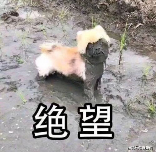 热门表情包图片微信聊天斗图,每张都是经典