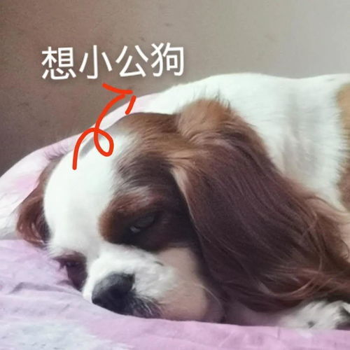 沙雕表情感觉累了就放空自己