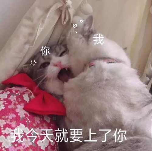 2018年度表情包大赏看完够我笑一年...哈哈哈哈