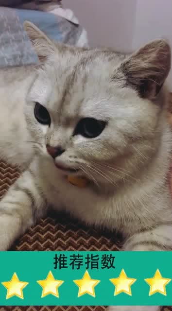 你是跟哈士奇一块长大的吗这表情太搞笑了