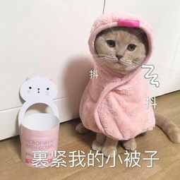 可爱的猫咪表情包合集哥哥,出来玩吗
