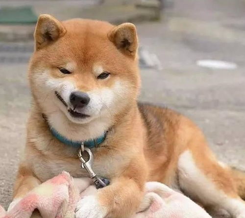 比哈士奇还搞笑,柴犬的真面目,让铲屎官笑弯腰
