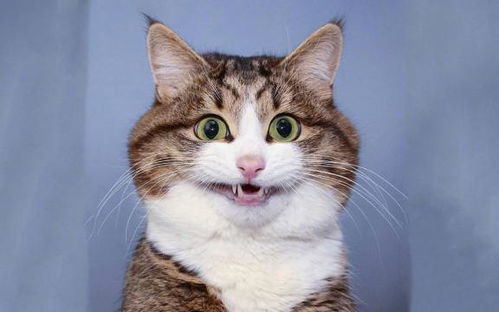 可爱猫咪搞笑表情
